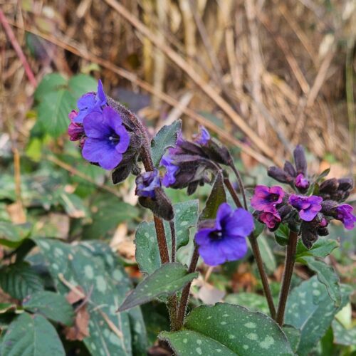 Fleurs violettes