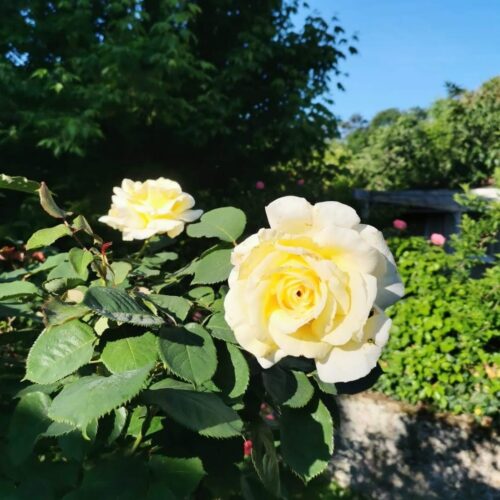 Rosier jaune