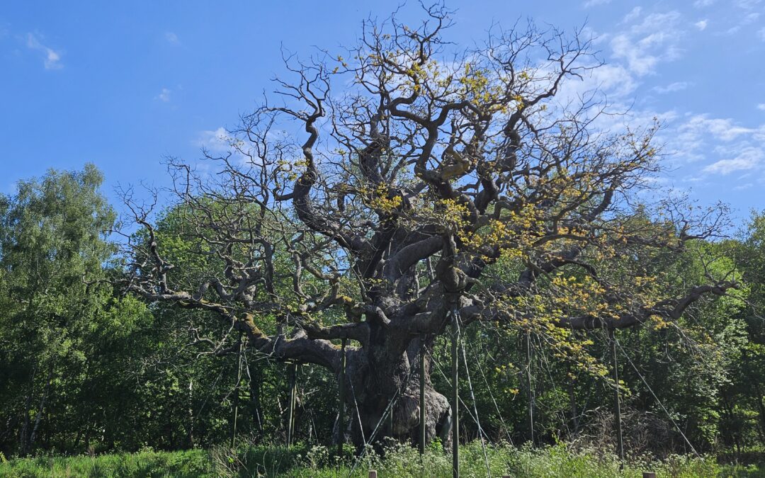 Carnet de voyage - Forêt de Sherwood