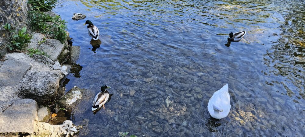 Canards sur une rivière, en Angleterre