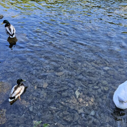Canards sur une rivière, en Angleterre