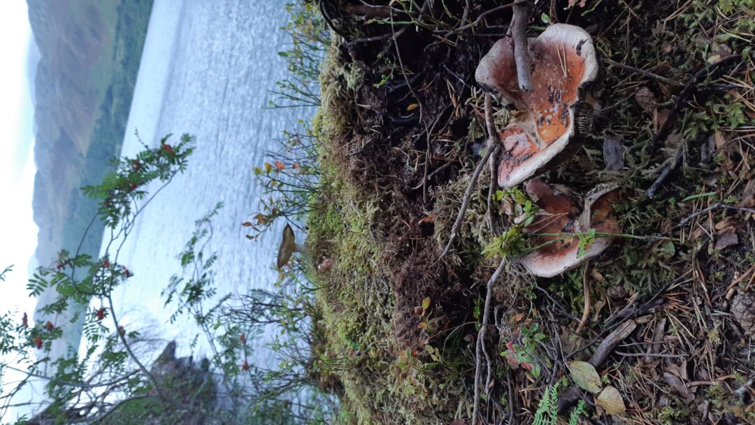 champignons lac Écosse