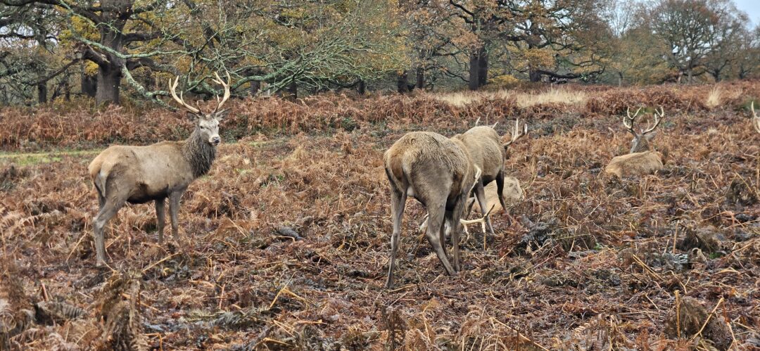 cerfs richmond park