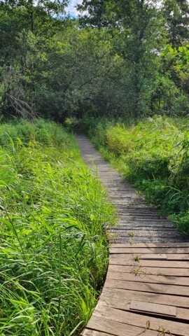 Chemin aménagé à travers les marais